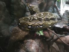 -广州长隆国际大马戏