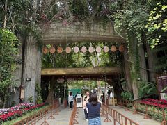-西双版纳原始森林公园