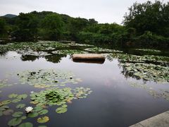 -白马涧龙池景区