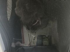 -申普宠物医院·心脏介入·心血管微创(总院)
