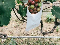 -马陆小张葡萄园农家乐