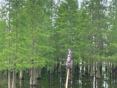 -白鹭湾湿地公园