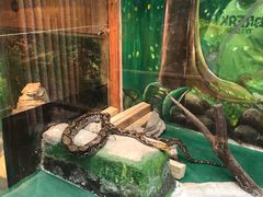 -上海大自然野生昆虫馆(东方明珠·爬宠昆虫探索中心)