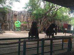 -是拉差龙虎园(Permanently closed)