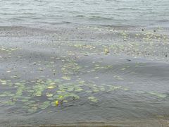 -丁香湖公园