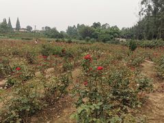 -三圣花乡旅游区