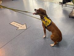 -顺强宠物诊所·狂犬免疫·夜诊·骨科(嘉定店)