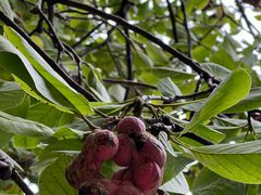 -证大大拇指广场(芳甸路店)