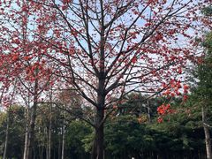 -南宁南湖公园