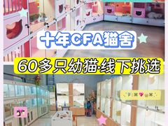 -麒麟缅因猫舍·十五年缅因猫选购中心