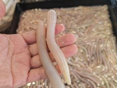 -海鲜e族(马王堆店)