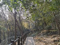 -上海佘山国家森林公园天马山园