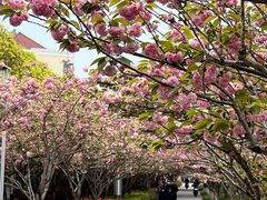 -高东镇樱花园