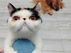 -瑞派名望24h动物医院异宠专科·猫专科·骨科·重症监护分院