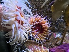 -西雅图水族馆