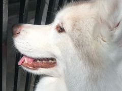 -TrueLove @ Neverland (Husky Cafe)