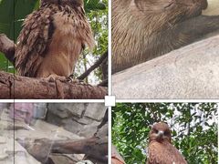 -广州长隆飞鸟乐园