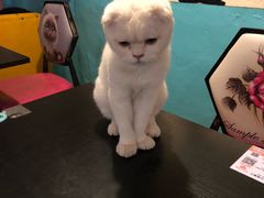 -猫小院猫主题咖啡厅(北锣店)