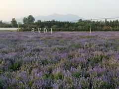 -北京东方普罗旺斯薰衣草庄园