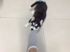 -翊宠yipet猫狗购宠庄园犬舍•猫舍