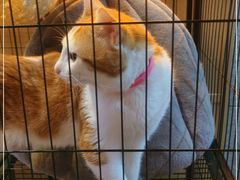 -長壹旋转烤吧 农家鸡火锅