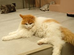 -猫儿山۰猫主题餐厅