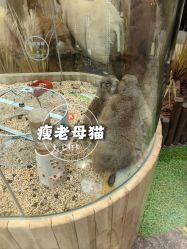 -卡通尼·Safari非洲探索乐园·生日会(金桥国际商业广场店)