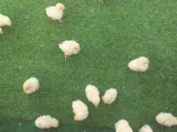 -萌宠亲子动物乐园(槐房万达店)