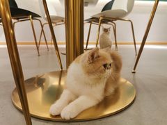-飞行喵MR PILOT|猫舍·猫咖(静安大融城店)