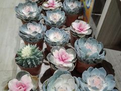 -AEON永旺(东方宝泰店)