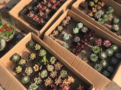 -中环花鸟鱼虫市场