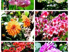 -上海滨江森林公园