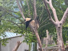 -卧龙中华大熊猫苑神树坪基地