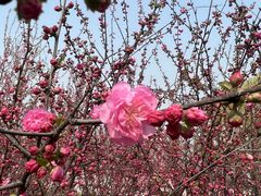 -天津东丽湖风景区