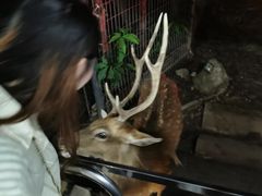 -清迈夜间动物园
