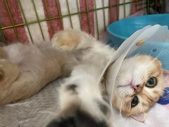 -萌兽医馆·眼科·异宠专科(三里屯店)
