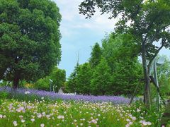 -西山漾湿地公园