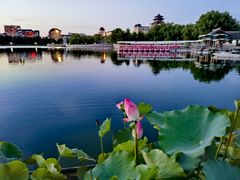 -莲花池公园