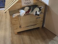 -Husky Go! 哈士奇体验馆·宠物咖啡厅狗咖