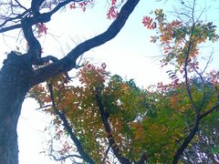 -九龙公园