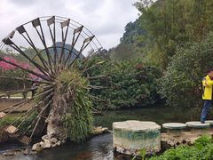 -靖西鹅泉风景区