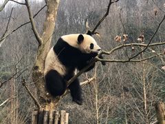 -都江堰中华大熊猫苑