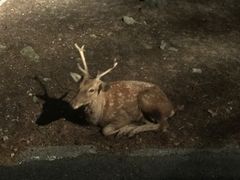 -清迈夜间动物园