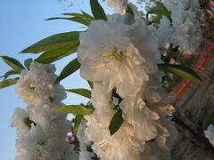 -南汇桃花村