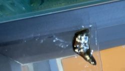 -张师傅首饰加工修理(西单华威潮铺街店)