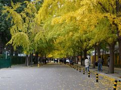 -三里屯东五街银杏大道