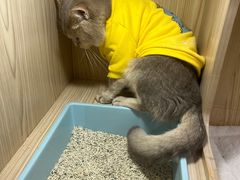 -屋虎猫馆(宝安大仟里店)