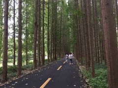 -黄海国家森林公园