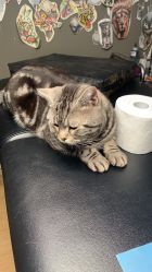 -幸运7纹身刺青Lucky7tattoo