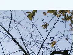 -西湖外事游船(花港观鱼码头)